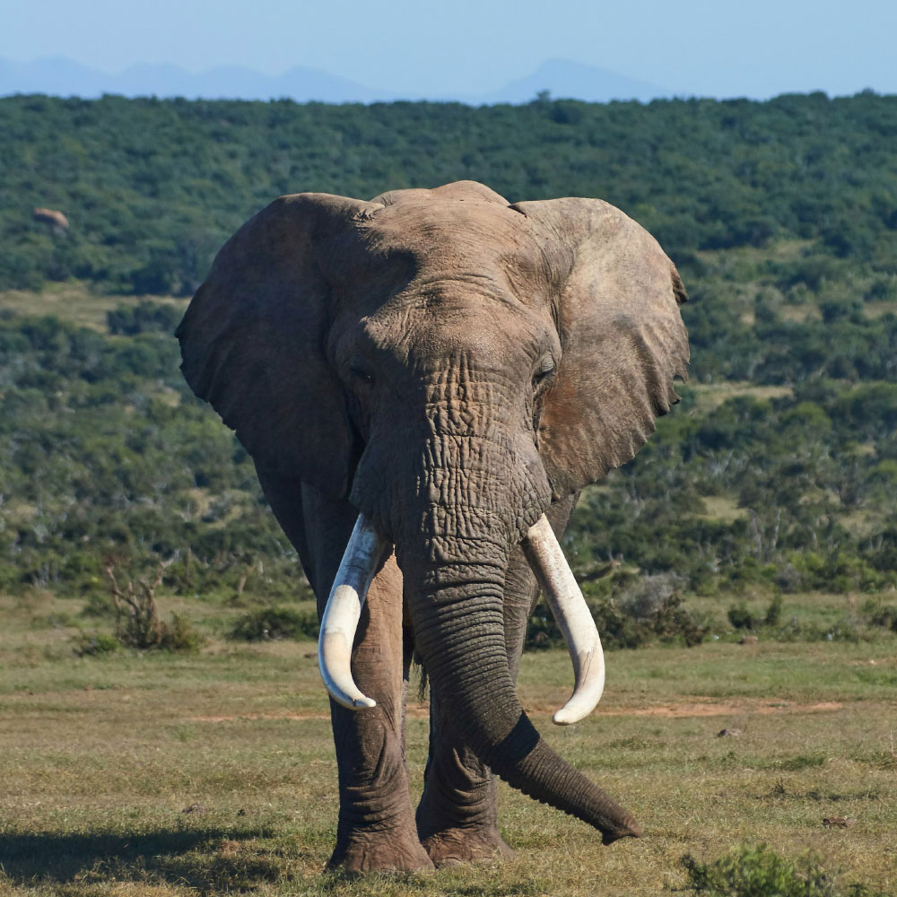 Eifersucht – der Elefant im Kopf